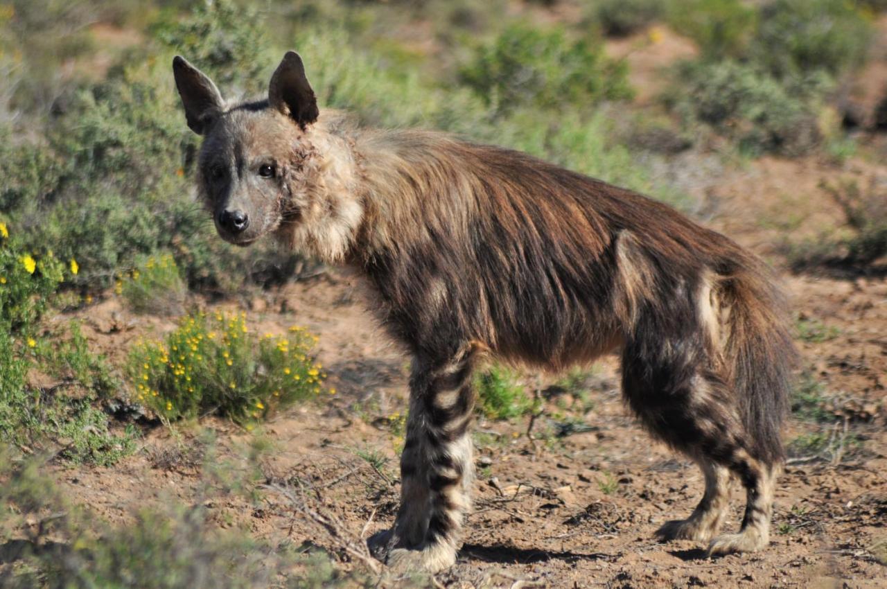 Lodge Sanbona Wildlife Reserve *
