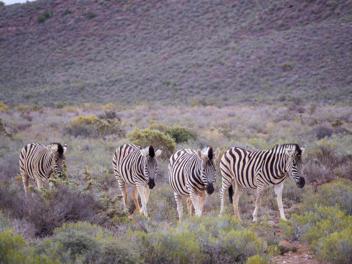Sanbona Wildlife Reserve Barrydale