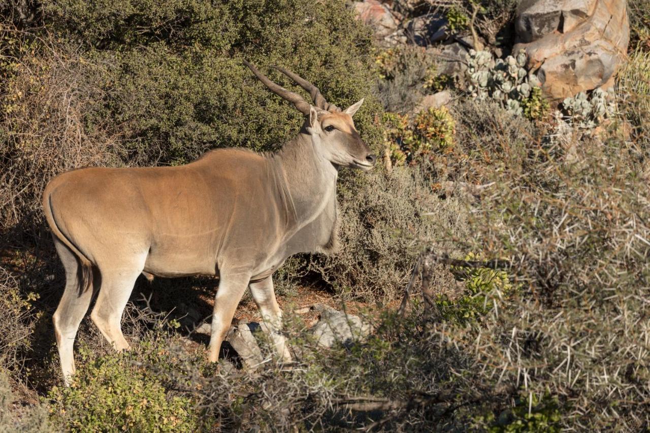 Lodge Sanbona Wildlife Reserve